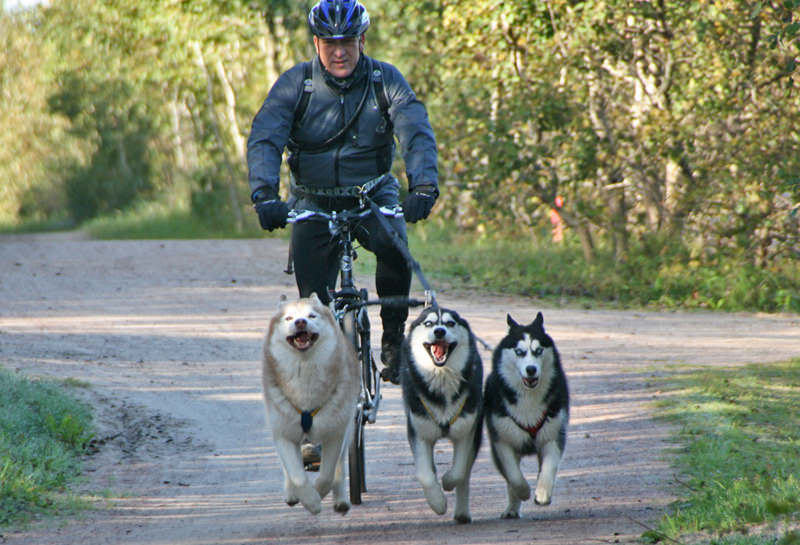 husky-touren.jpg