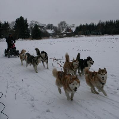 Husky-Touren im Schnee - Januar 2017